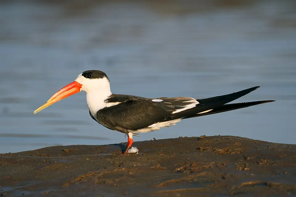 An Indian Skimmer on a riverbank, showing its orange bill with the longer lower half