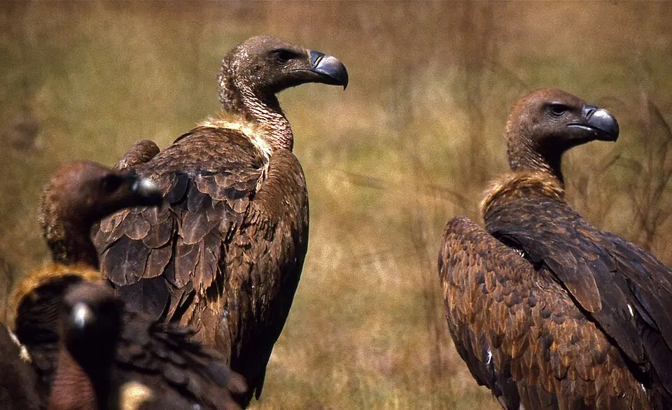 White rumped vultures in a group