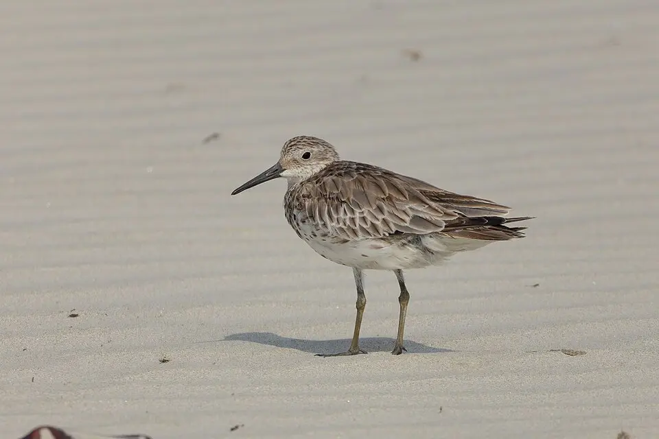 A Great Knot standing on sand