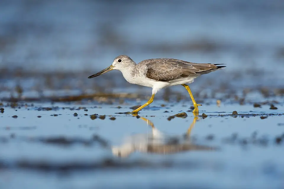 A Nordmann's Greenshank wading on a mudflat