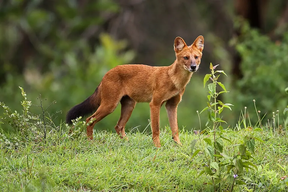 A dhole, the Indian wild dog, standing in green grass