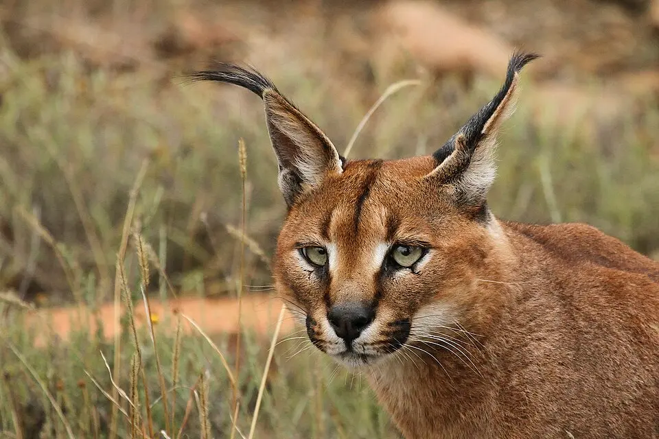 A caracal with its long black ear tufts, resting in grass