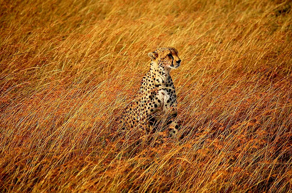 A cheetah standing in grassland