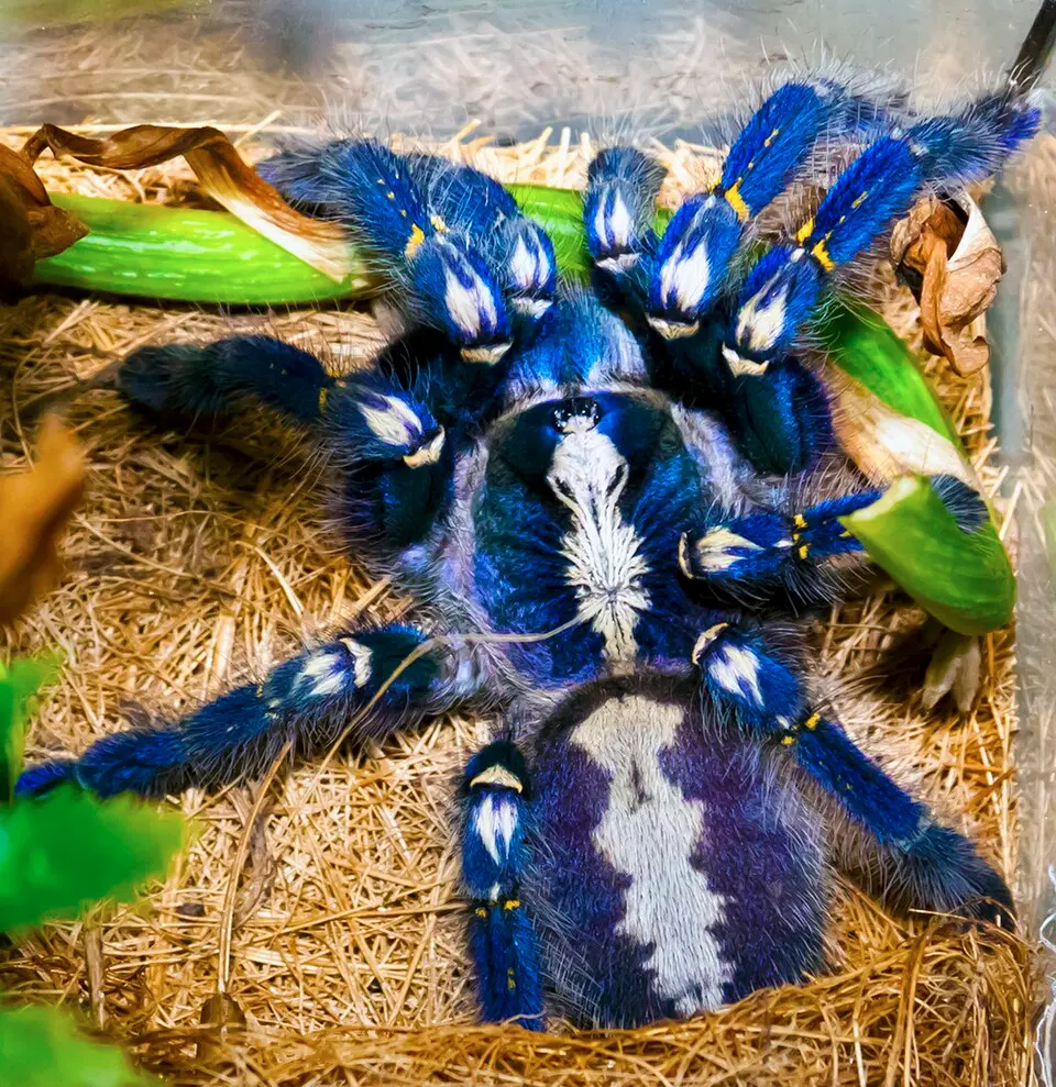 A Peacock Tarantula, metallic blue with white and yellow markings on its legs