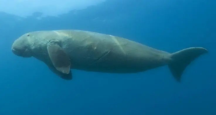 A dugong grazing over a seagrass bed