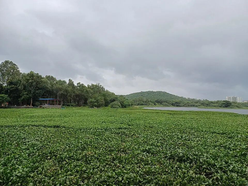 Water hyacinth covering Pashan Lake in Pune