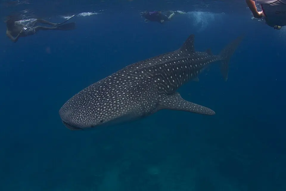 Whale shark swimming in the Maldives