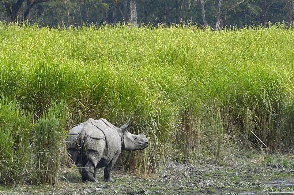 One horned rhinoceros in Kaziranga National Park