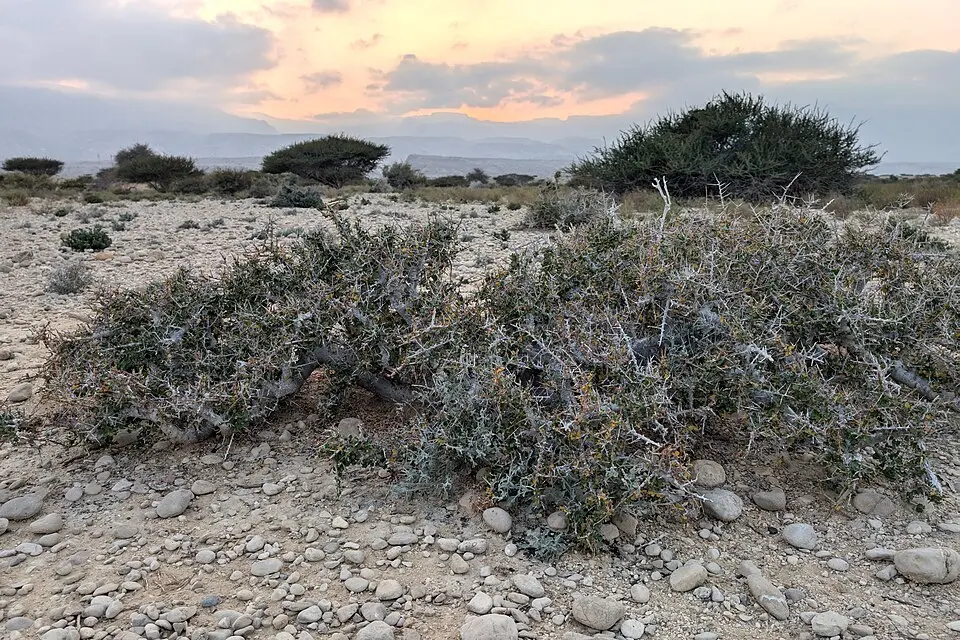 A low, spreading guggul shrub growing on dry stony ground