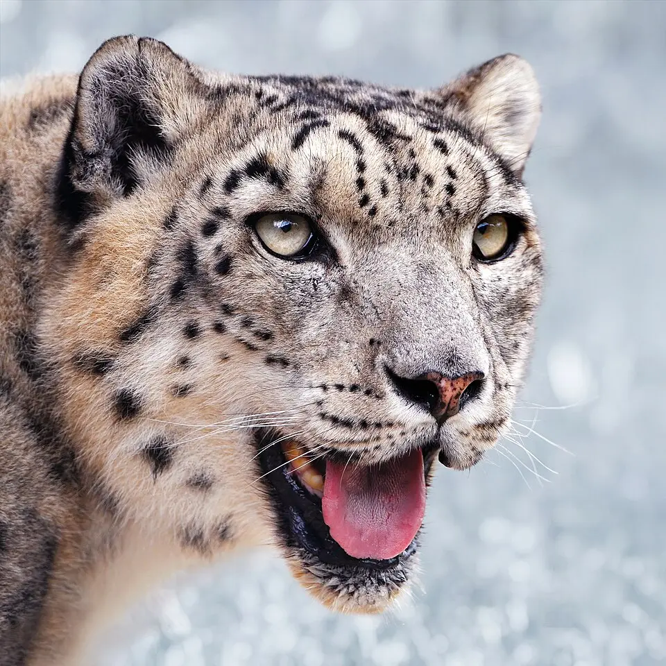 The face of a snow leopard, with its pale spotted fur
