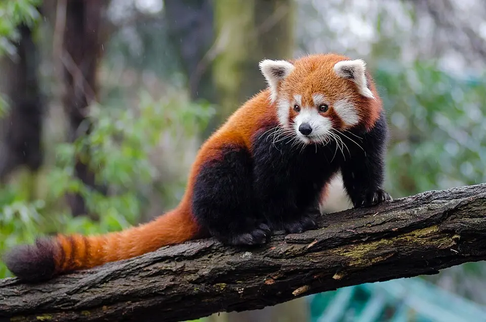 A red panda standing on a branch
