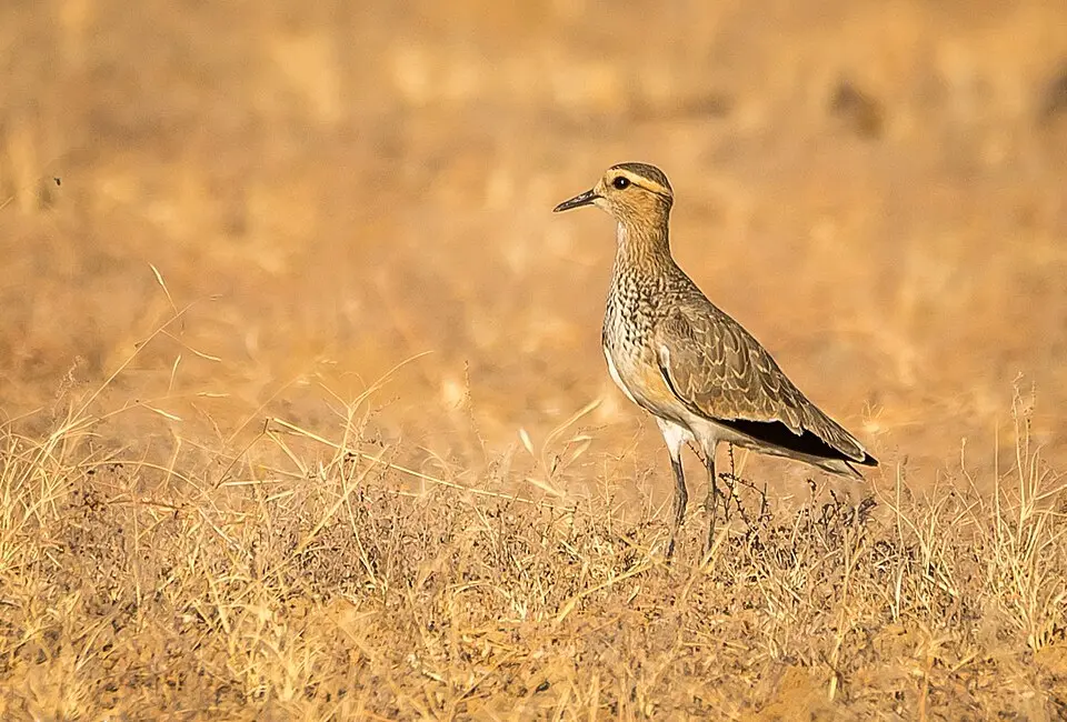A Sociable Lapwing standing in dry golden grass