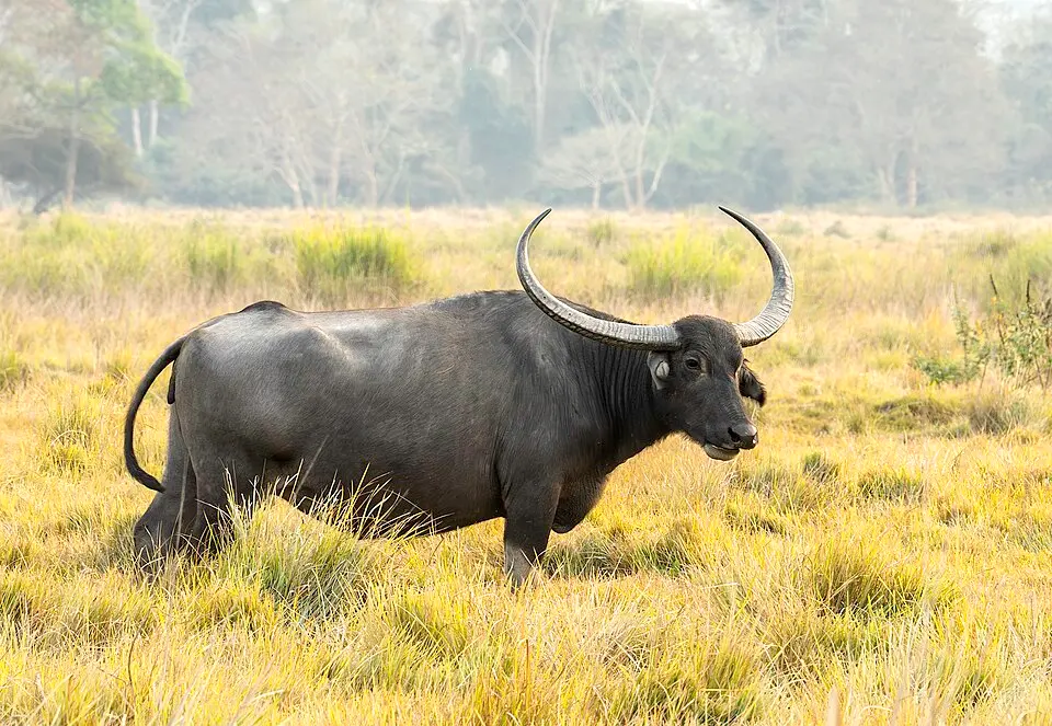 A wild water buffalo with long swept-back horns in grassland at Kaziranga National Park