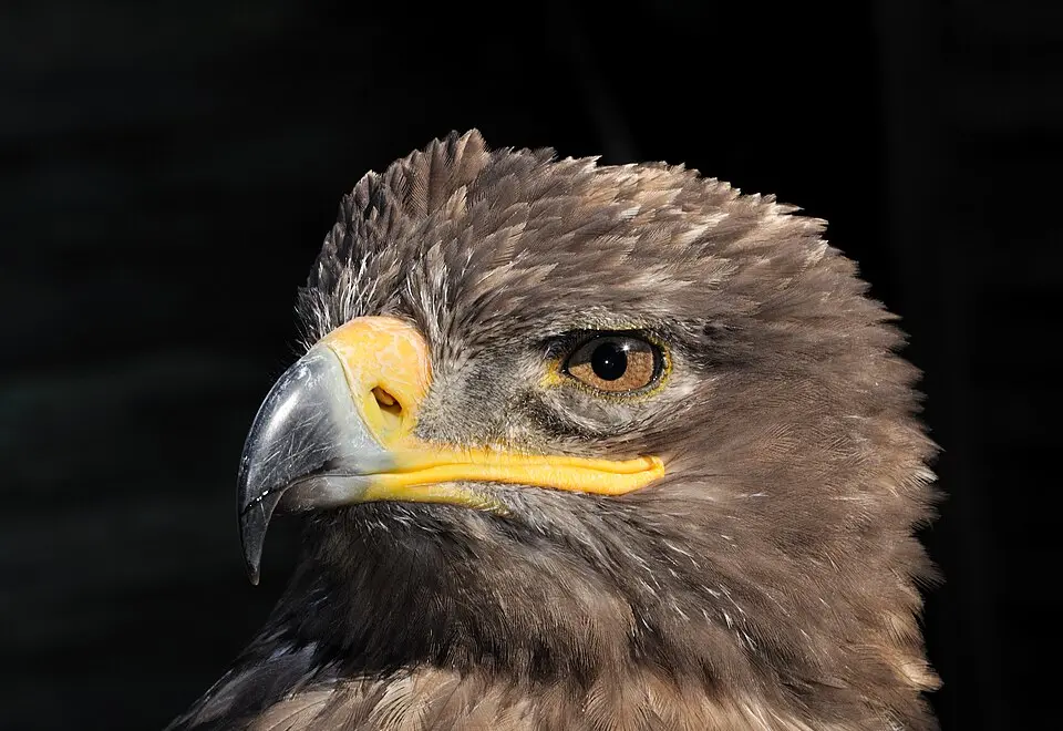 The head of a Steppe Eagle, with its yellow gape reaching back under the eye