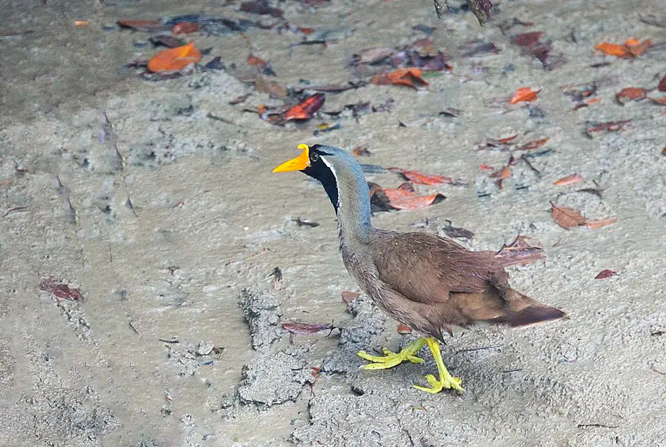 A Masked Finfoot, with its yellow bill and black face, walking on mud