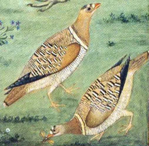 Painting of a bird by Ustad Mansur from Jahangir's time