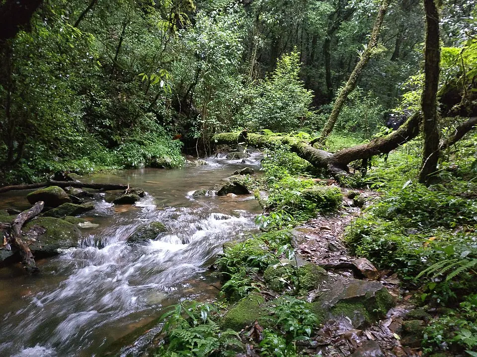 Mawphlang sacred forest in Meghalaya