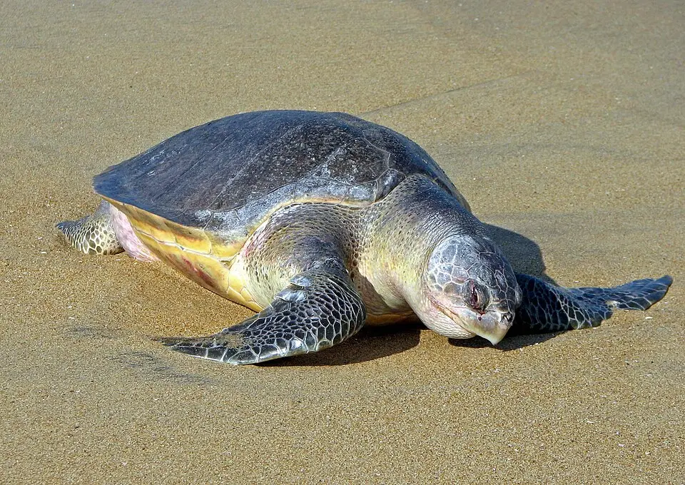 An olive ridley sea turtle