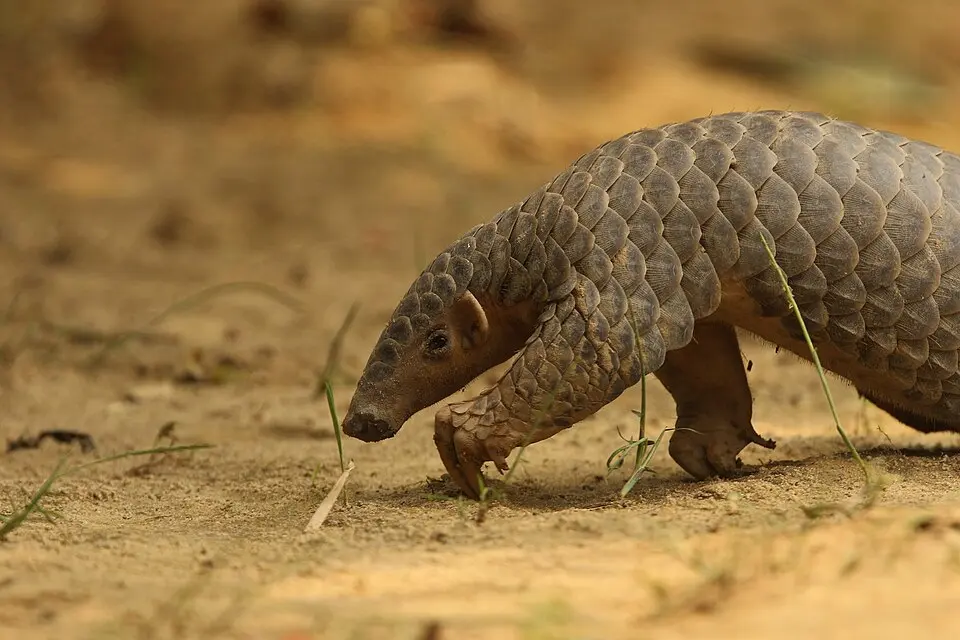 A Chinese pangolin walking on bare ground, its body covered in overlapping scales