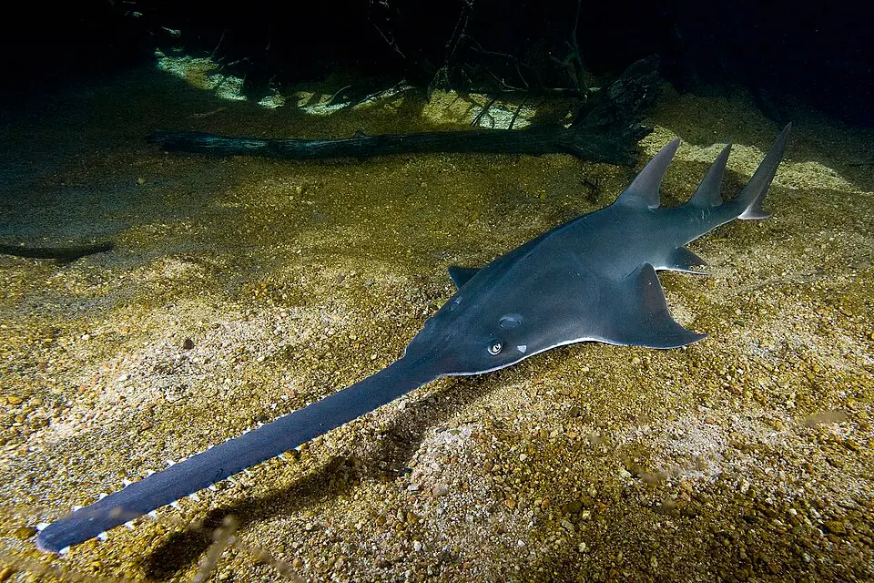A Largetooth Sawfish resting on the bottom, its long toothed saw stretched ahead