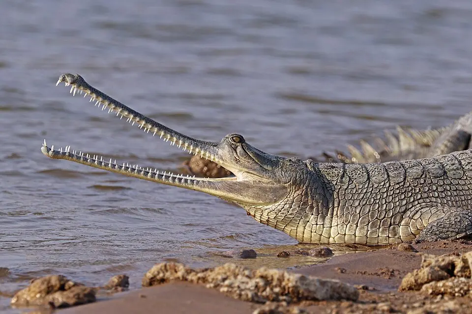 The head of a female gharial, showing its long, narrow snout lined with teeth