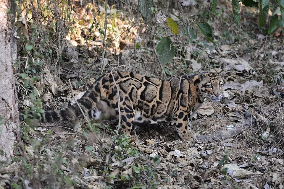 A clouded leopard