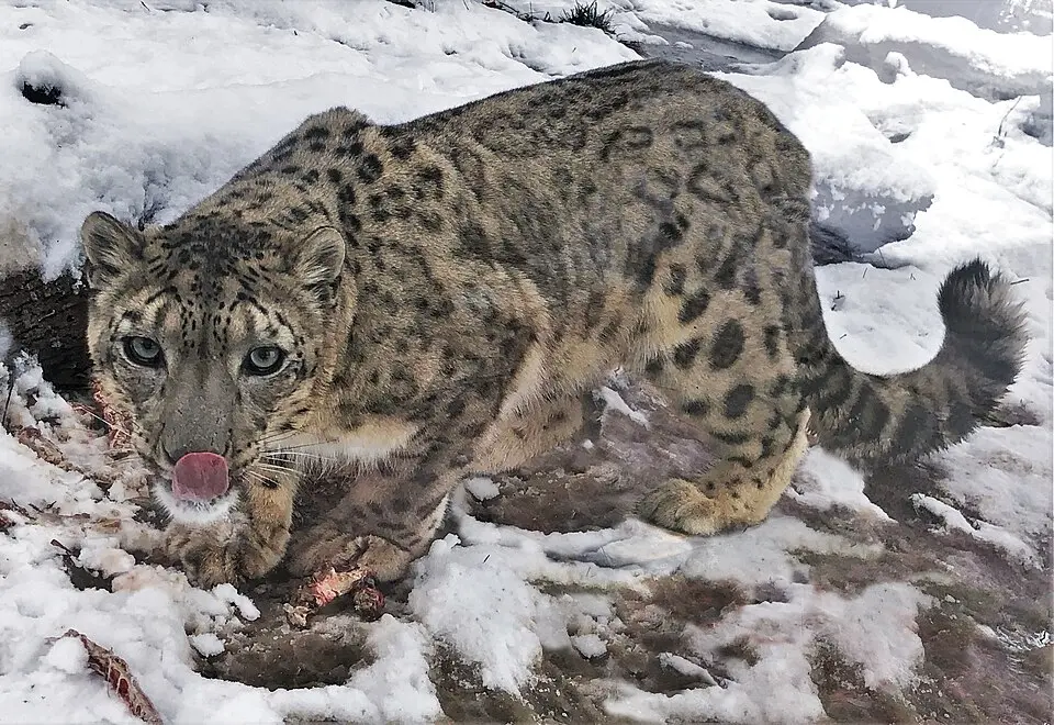 A snow leopard