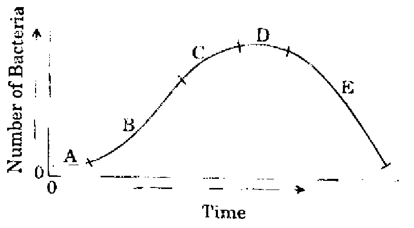 Graph of Number of Bacteria (vertical axis) against Time (horizontal axis), a single hump-shaped curve divided into five consecutive regions: A - flat, near zero at the start; B - rising steeply; C - rising more slowly towards the peak; D - the flat top (peak); E - falling steeply back towards zero.