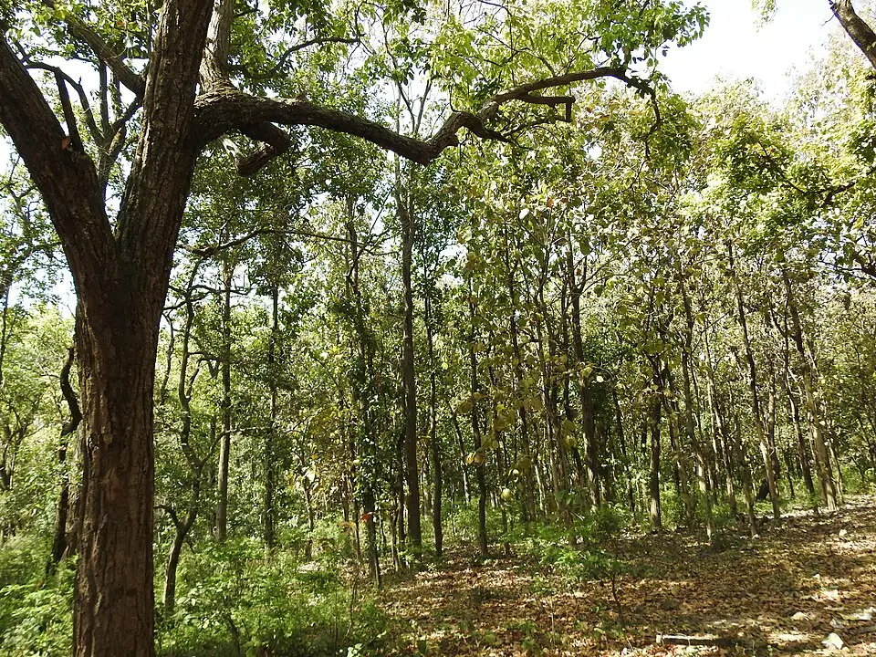 A managed sal forest near Dehradun