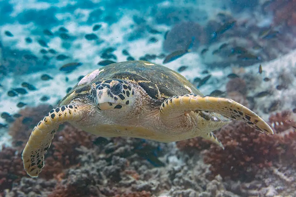 A Hawksbill Turtle swimming over a coral reef