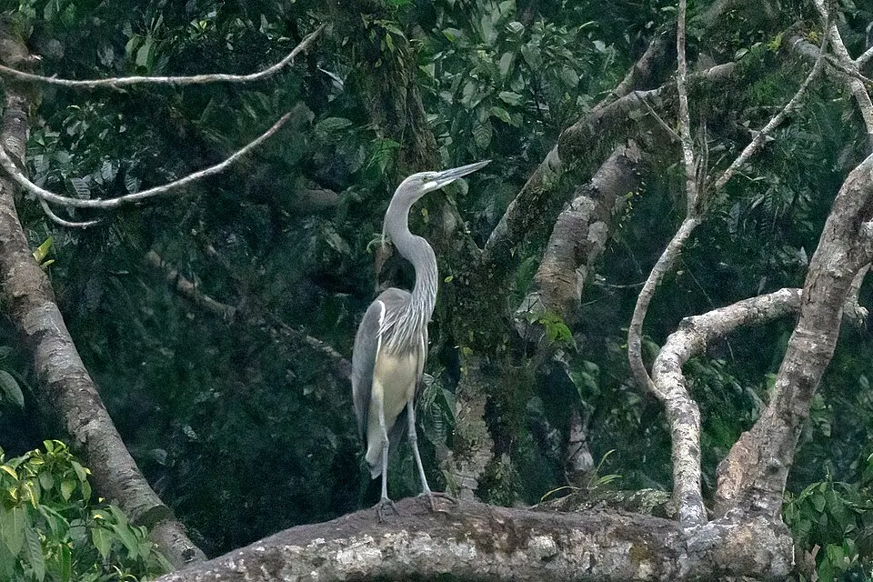 A White-bellied Heron perched on a branch in forest