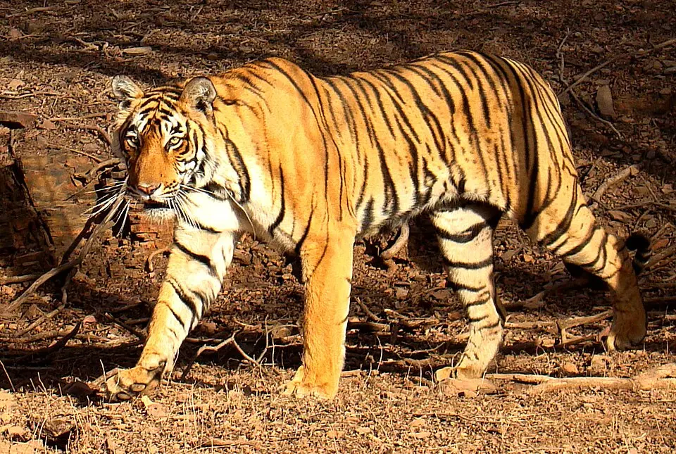 A tiger in Ranthambhore