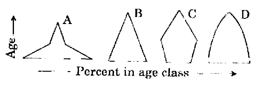 Four age pyramids (vertical axis: Age; horizontal axis: Percent in age class). A: very broad base with sides sharply concave, narrowing quickly to a thin spike at the top (star/tent shape). B: a regular triangle with wide base tapering steadily to the apex. C: pentagon-like shape, base narrower than the middle, widest in the middle ages and tapering to the top (constricted base). D: bell/beehive shape with nearly vertical sides and a rounded top, base about as wide as the middle.