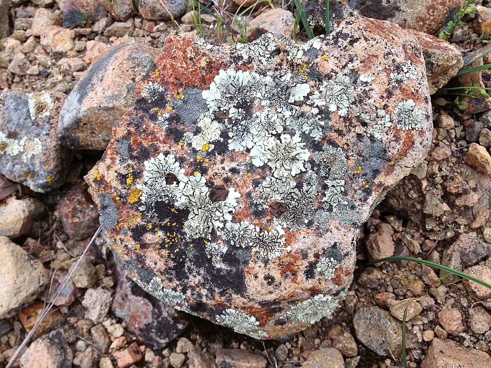 A rock covered with lichens