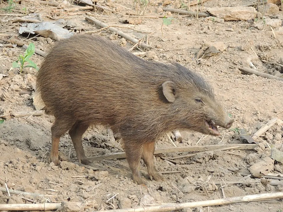 A pygmy hog at the breeding centre in Assam