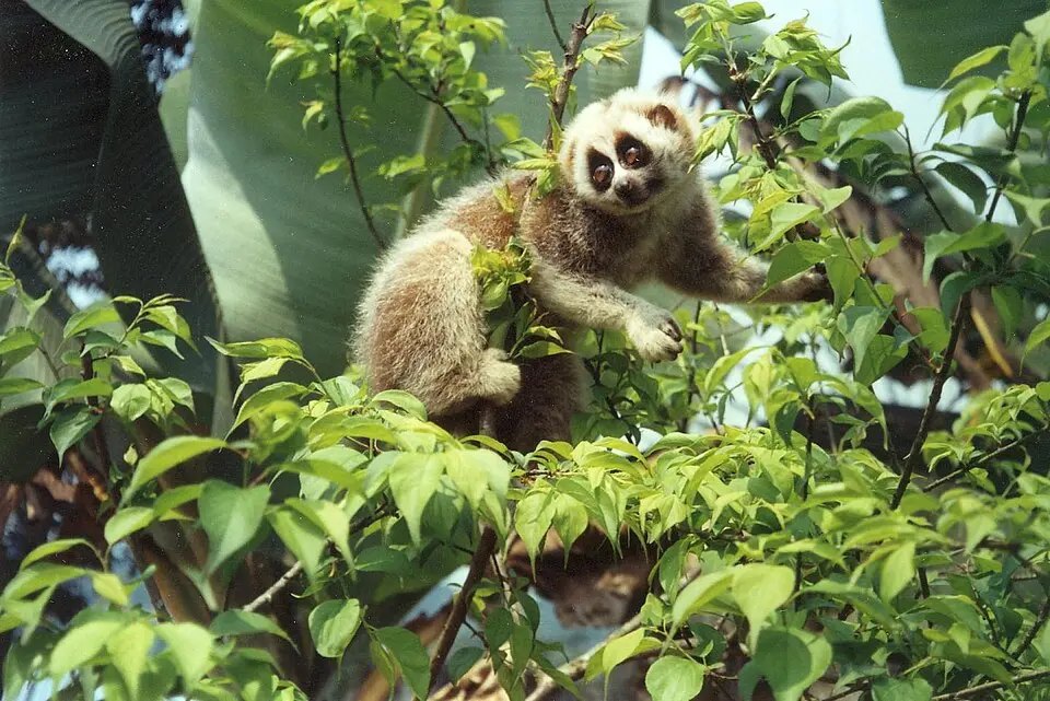 A young Bengal slow loris climbing among leaves