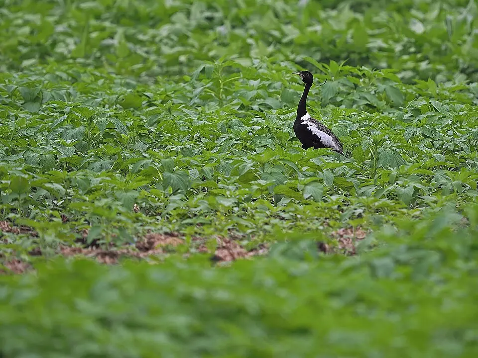A male Lesser Florican standing in green grass, showing its black and white plumage