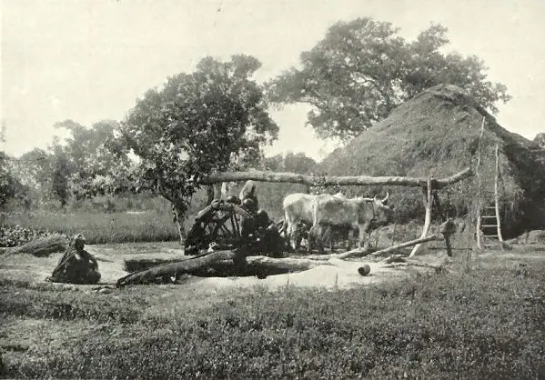 A Persian wheel lifting water with a chain of pots driven by animal power