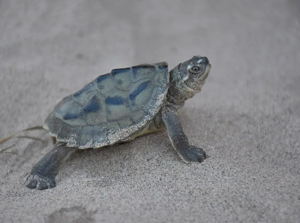A Three-striped Roofed Turtle hatchling on sand in the National Chambal Sanctuary