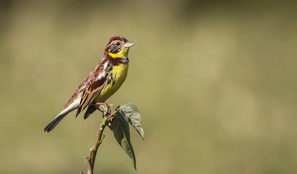 A male Yellow-breasted Bunting perched on a twig
