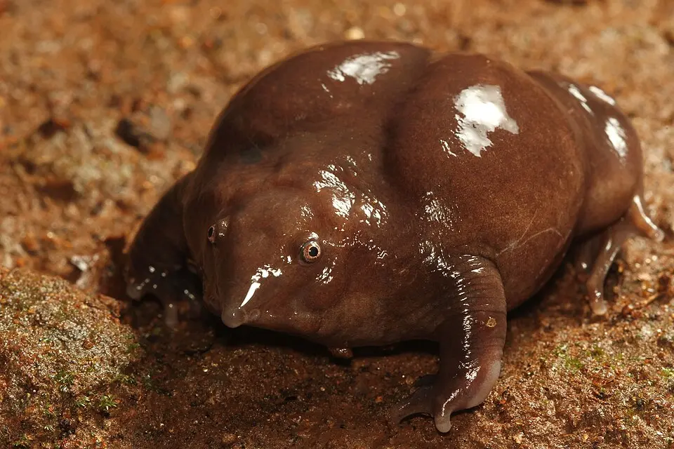 A Purple Frog, bloated and dark purple with a small pointed snout, on wet soil
