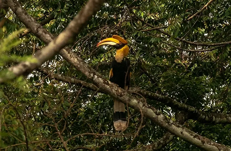 A great hornbill at Valparai in the Western Ghats