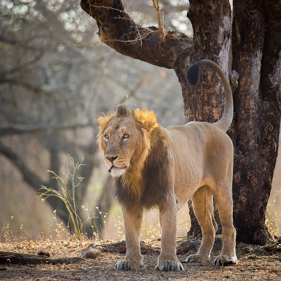 An Asiatic lion in Gir