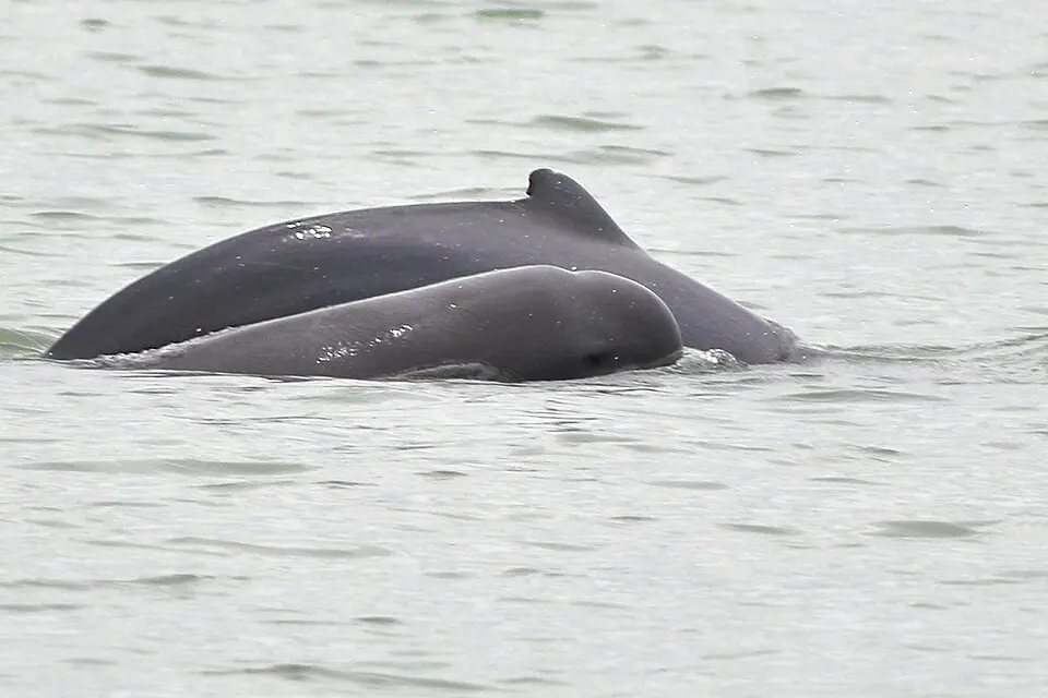 An Irrawaddy dolphin surfacing, showing its rounded head, in the Sundarbans