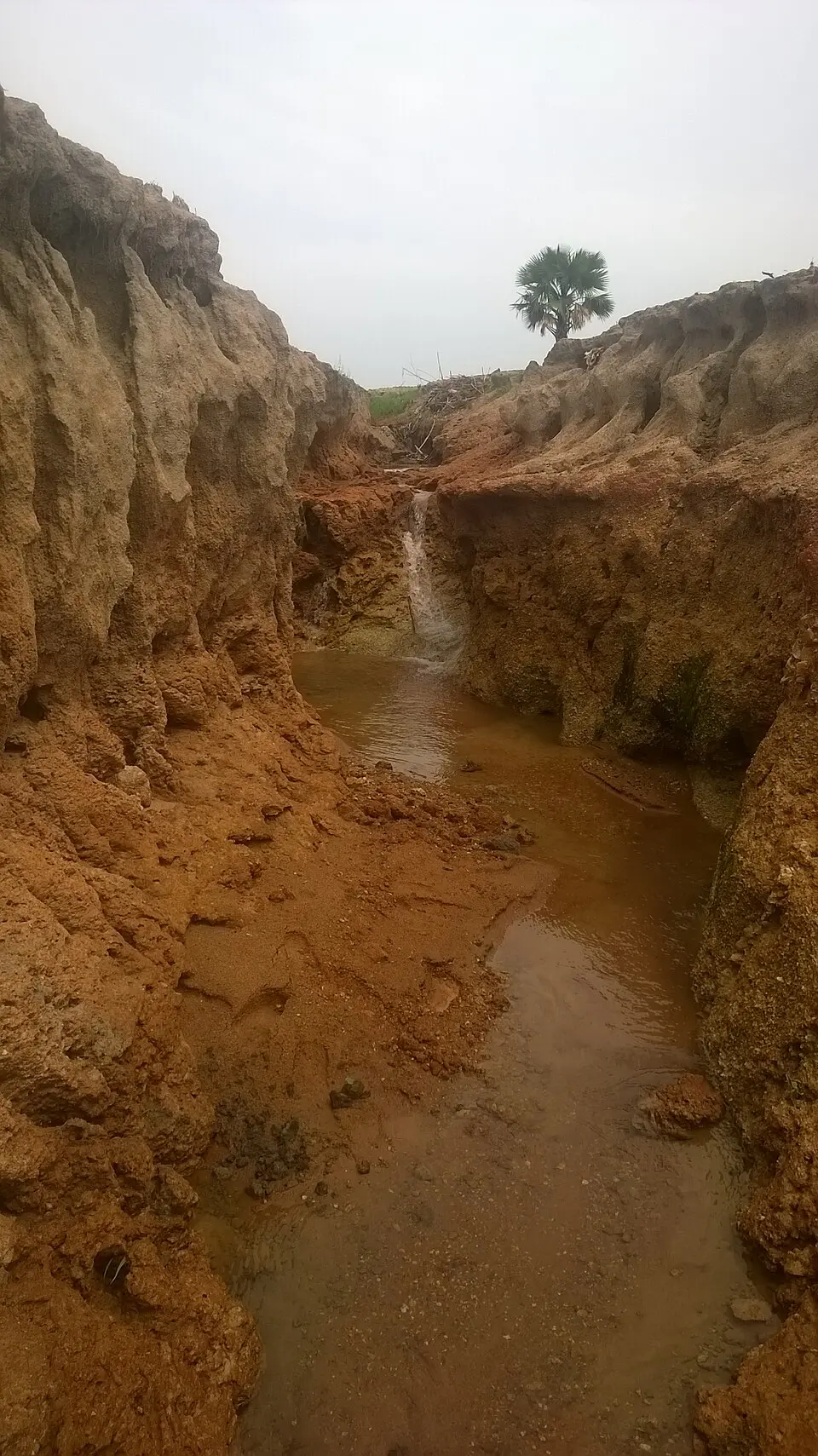 Gully erosion cutting into bare ground