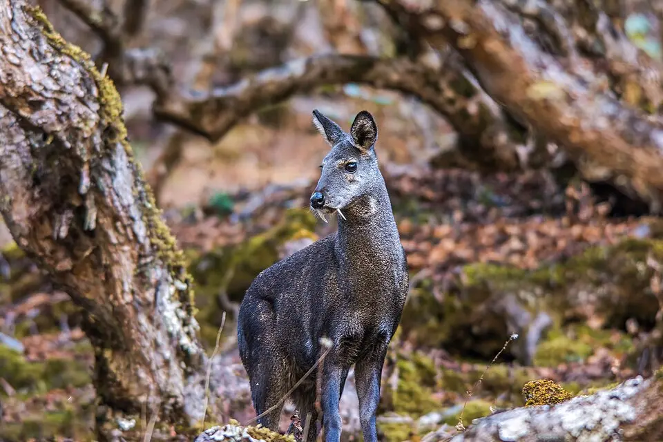 A Himalayan musk deer standing among trees in Sagarmatha National Park