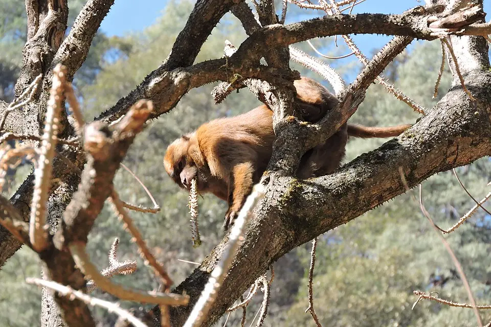 An Arunachal macaque climbing a tree