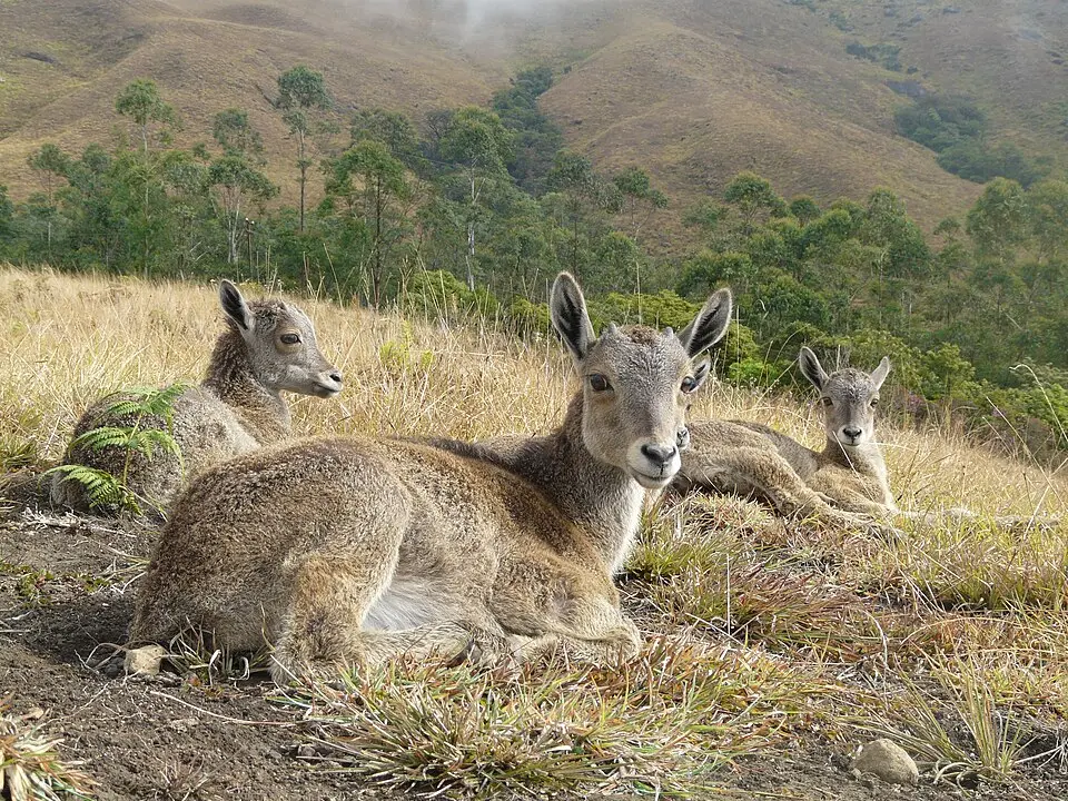A group of Nilgiri tahr in Eravikulam