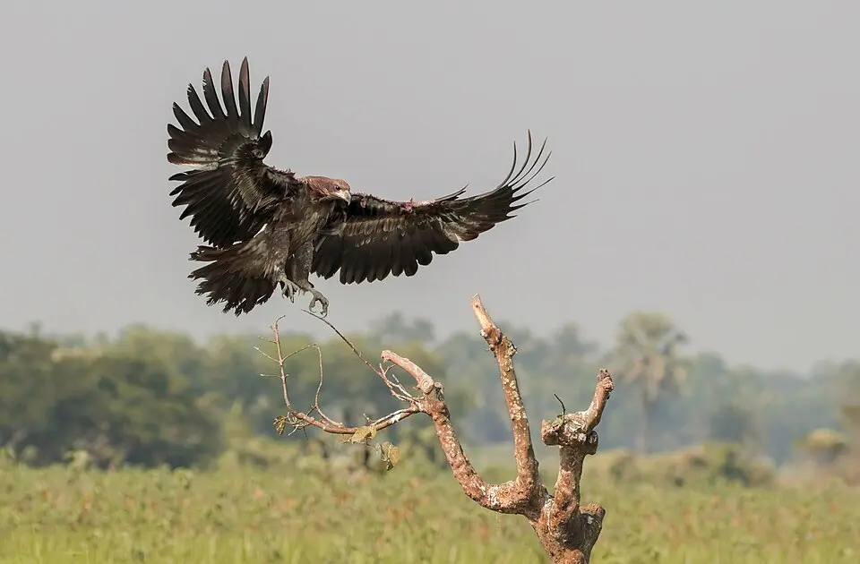 A Pallas's Fish Eagle landing on a dead tree with its wings spread