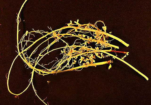 Root nodules on a soybean plant